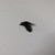 Genuine AYP SEARS HUSQVARNA SCREW Part# 532178848