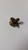 Genuine MTD  SCREW 1/4-20 X .50 Part # 710-05073