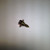 Genuine Tecumseh   SCREW  Part# 651085