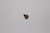 Genuine Tecumseh   SCREW  Part# 650926