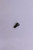 Genuine Tecumseh   SCREW  Part# 650684