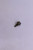 Genuine Tecumseh   SCREW  Part# 650578