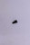 Genuine Tecumseh   SCREW  Part# 650494