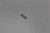 Genuine Tecumseh   SPRING  Part# 640244