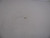 Genuine Tecumseh   SCREW  Part# 640027