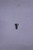Genuine Tecumseh   SCREW  Part# 632906