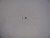 Genuine Tecumseh   FUEL FITTING  Part# 631807