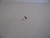 Genuine Tecumseh   POWER SCREW  Part# 631583