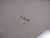 Genuine Tecumseh   DIODE ASSY  Part# 611161