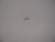 Genuine Tecumseh   STARTER DOG  Part# 590616