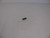 Genuine Tecumseh   SPRING PIN  Part# 590599A