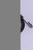 Genuine Tecumseh   STARTER SPRING  Part# 590384