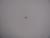 Genuine Tecumseh   GOVERNOR SPRING  Part# 570672