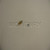 Genuine Tecumseh   POWER SCREW  Part# 31839