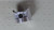Genuine Kawasaki OEM PISTON-ENGINE Part# 13001-2205