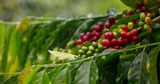 Kona Coffee vs. Other Coffees: What Makes It Stand Out?