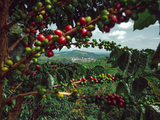 Best Coffee Plantation Tour in Kona