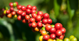 The Best 100% Kona Coffee: A Guide to Taste and Quality