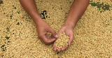 Why Craft Matters More Than Labels: Our Position on the New Kona Coffee Regulations