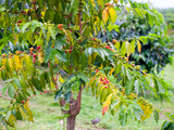 Where Can I Buy Organic Kona Coffee?