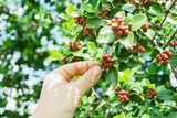 The Best Kona Coffee on Big Island