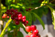 Where Can I Buy Real Kona Coffee?