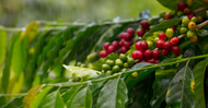 Kona Coffee vs. Other Coffees: What Makes It Stand Out?