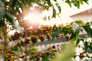 Best Kona Coffee Tours