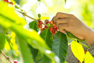 ​Different Coffee Varieties