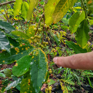 How Does Coffee Leaf Rust Affect Coffee Production on the Big Island