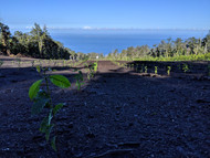 GLOBAL WARMING and Hala Tree Coffee 