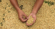 Why Craft Matters More Than Labels: Our Position on the New Kona Coffee Regulations