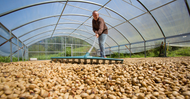 A Day in the Life: Jean Orlowski, Owner of Hala Tree Coffee