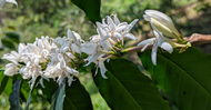 The Magic of Kona Coffee Blossoms: A Seasonal Spectacle