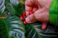 How to Buy Kona Coffee Online