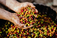 Where to Buy Specialty Coffee Online from Hawaii?