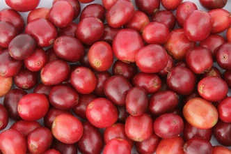 Coffee cherries