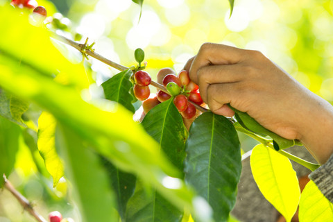 Different Coffee Varieties