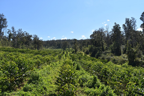 what makes Kona Coffee So Special?