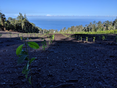 GLOBAL WARMING and Hala Tree Coffee