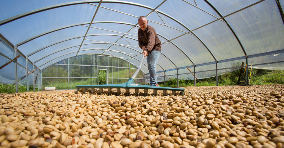 A Day in the Life: Jean Orlowski, Owner of Hala Tree Coffee