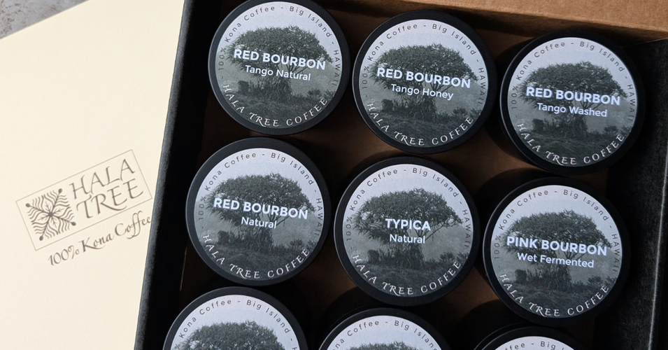 Global Buyers Bid on Hala Tree’s 100% Kona Coffee in First Auction