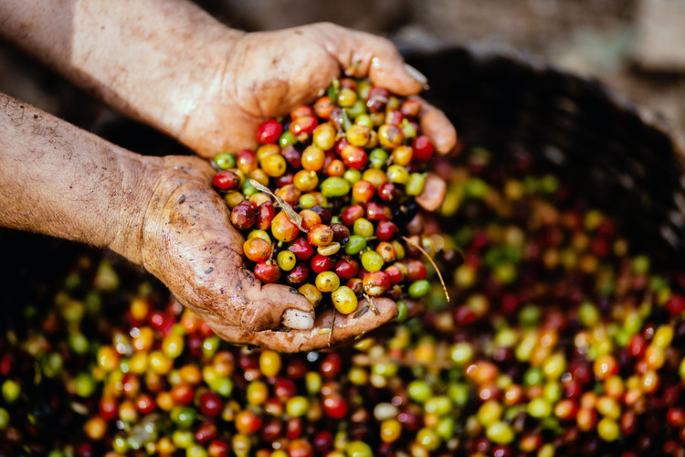 Where to Buy Specialty Coffee Online from Hawaii?