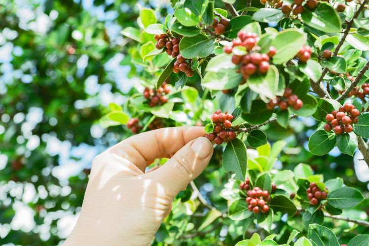 The Best Kona Coffee on Big Island