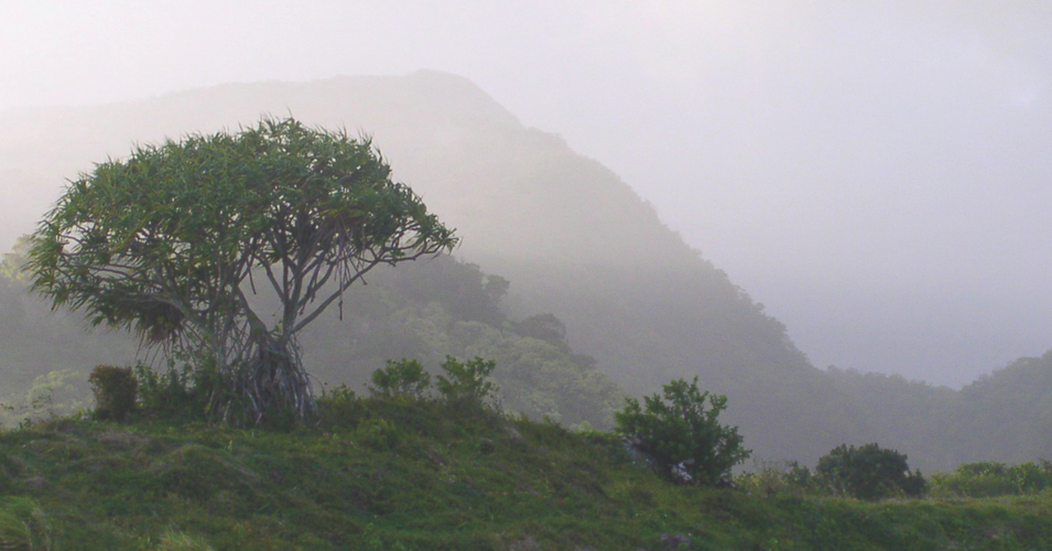 Why Hala Tree Coffee? A Name with Roots