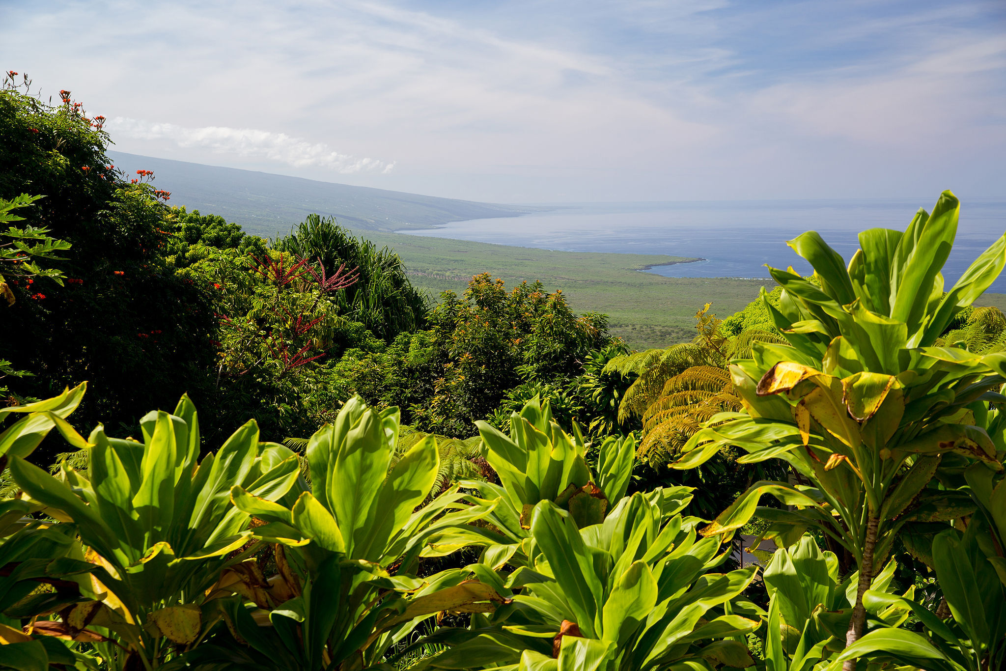 View from the farm down to the Kona coastline
