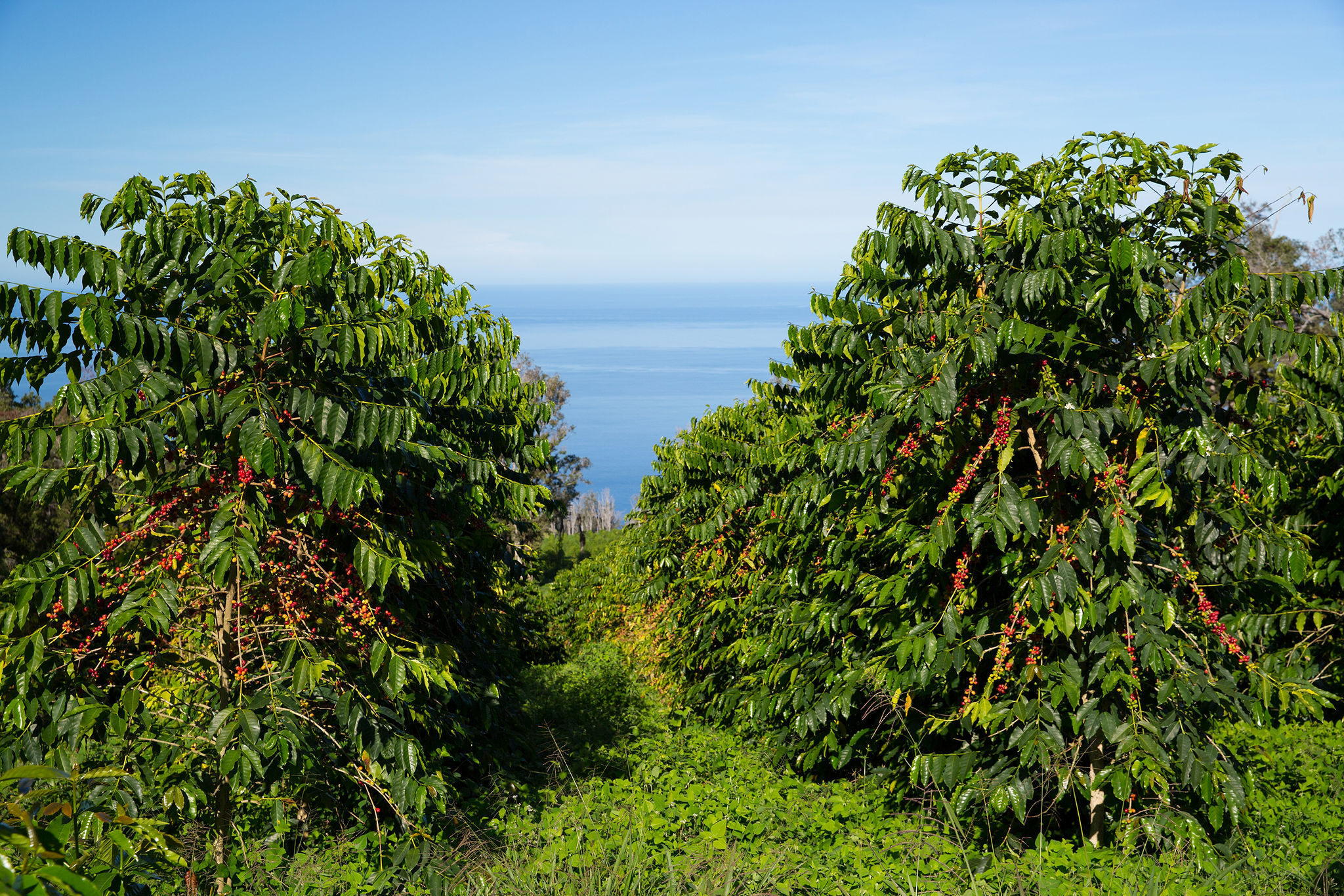 Hala Tree coffee farm on the slopes of Kona