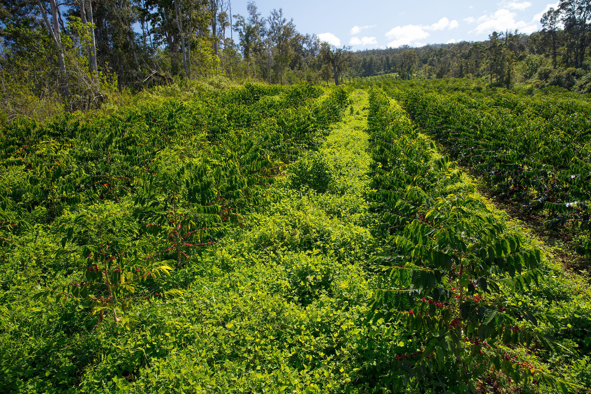 Rows of mature coffee trees