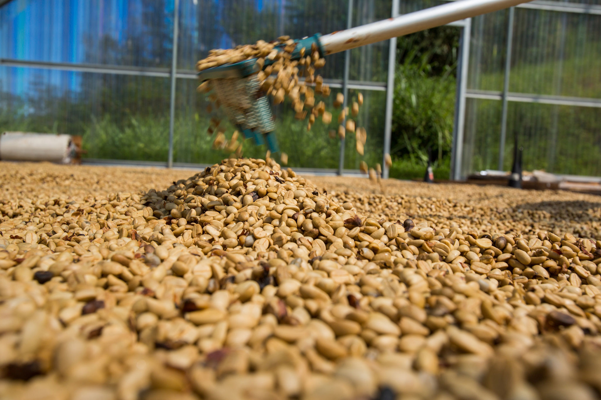 Unroasted green 100% Kona coffee