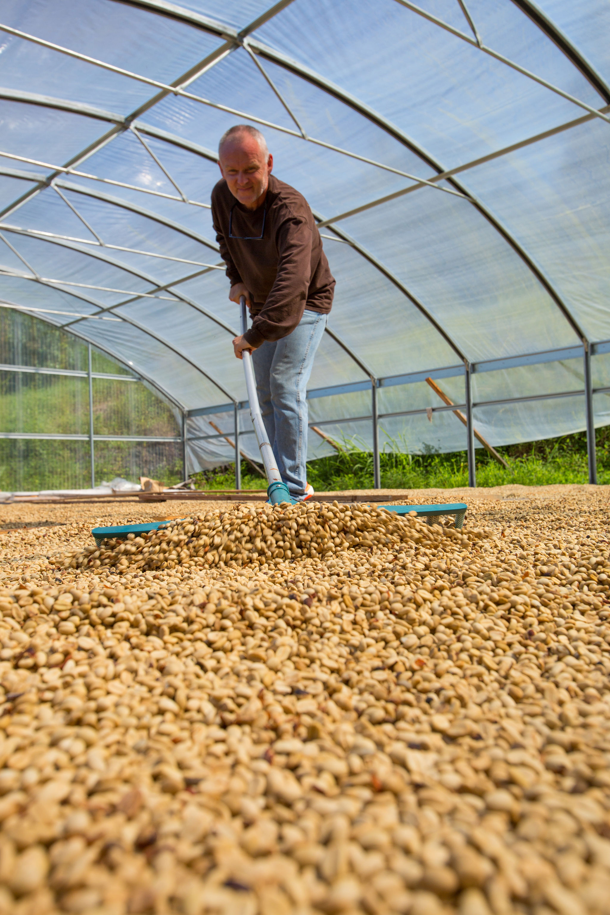 Bags of green Kona coffee ready to roast at home